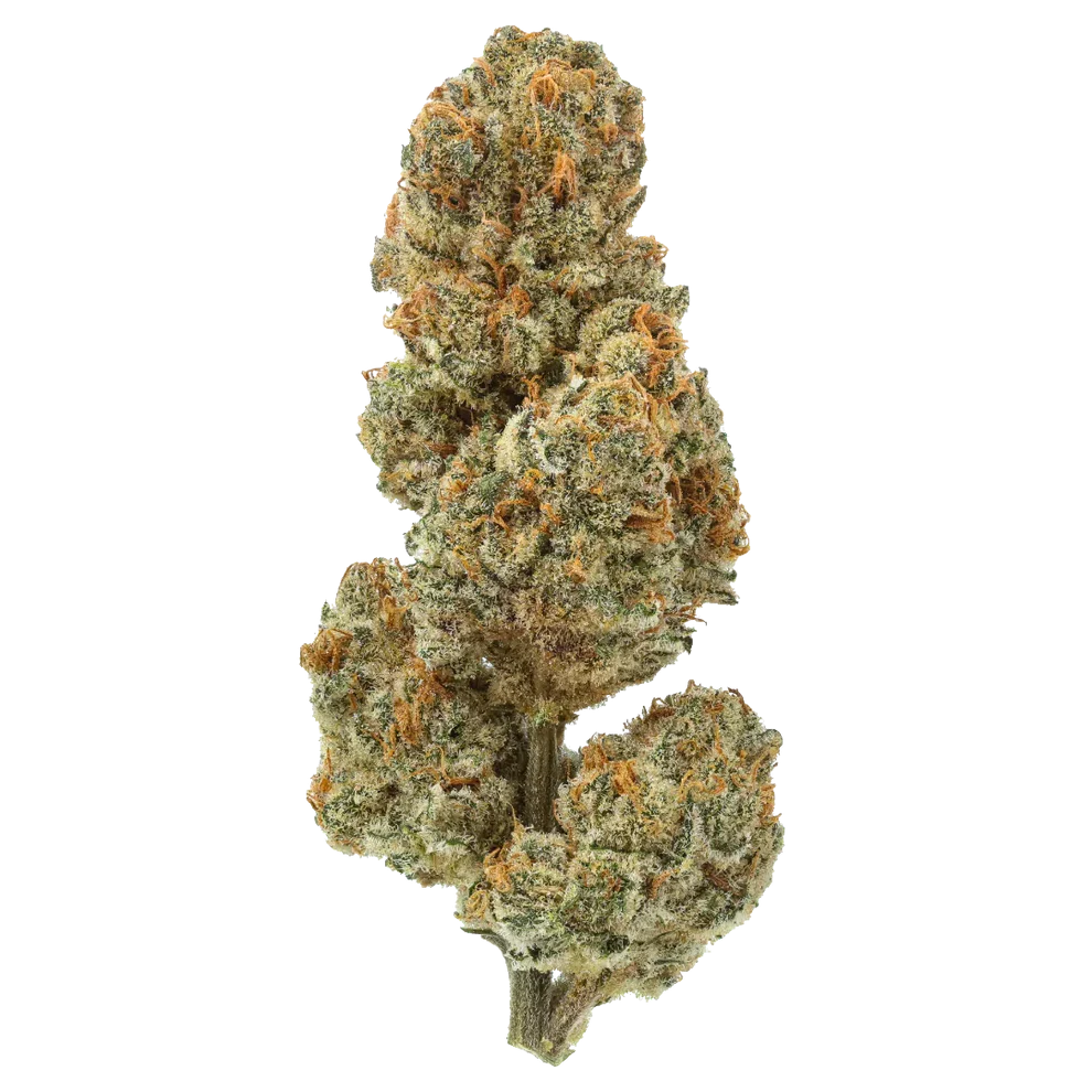 Premium THCA Flower (I) Blue Lobster / 1G + Boveda